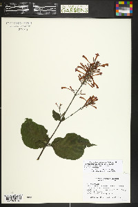 Odontonema tubaeforme image