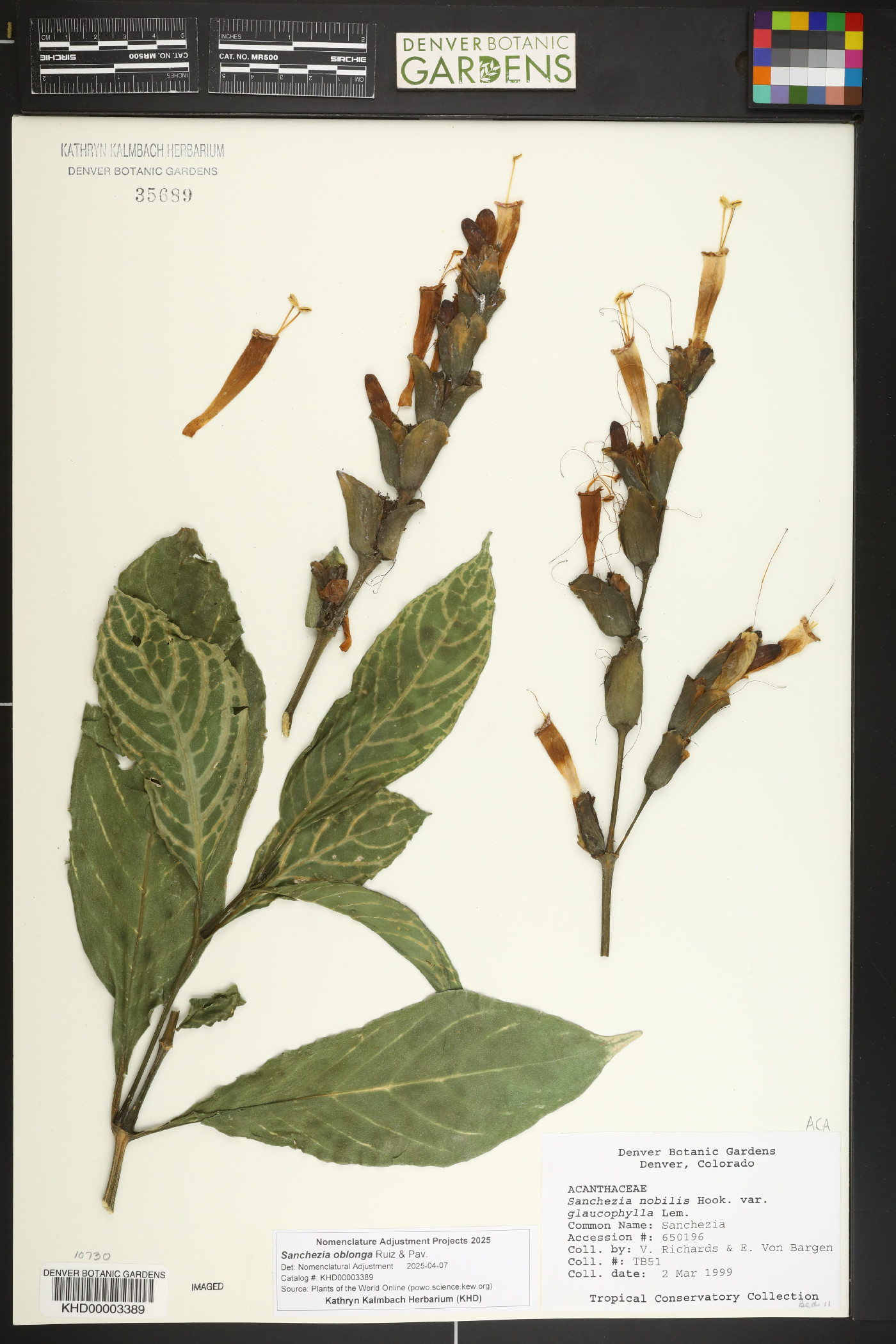 Sanchezia oblonga image