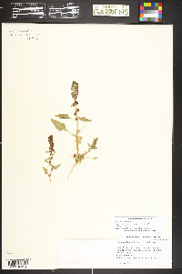 Blitum capitatum image