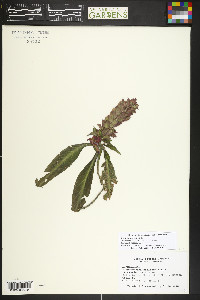 Justicia carnea image