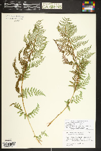 Athyrium americanum image