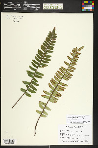 Pellaea falcata image