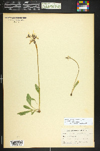 Primula pauciflora image