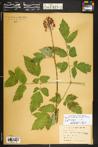 Sambucus racemosa var. melanocarpa image