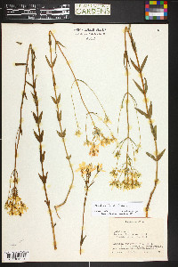 Sabatia quadrangula image