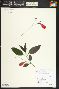 Ruellia brevifolia image