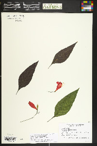Ruellia brevifolia image