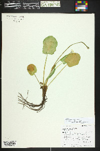 Caltha chionophila image