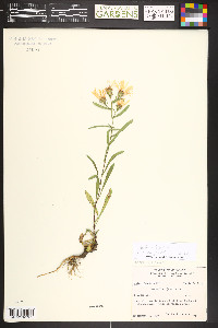 Dieteria bigelovii image