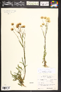 Almutaster pauciflorus image