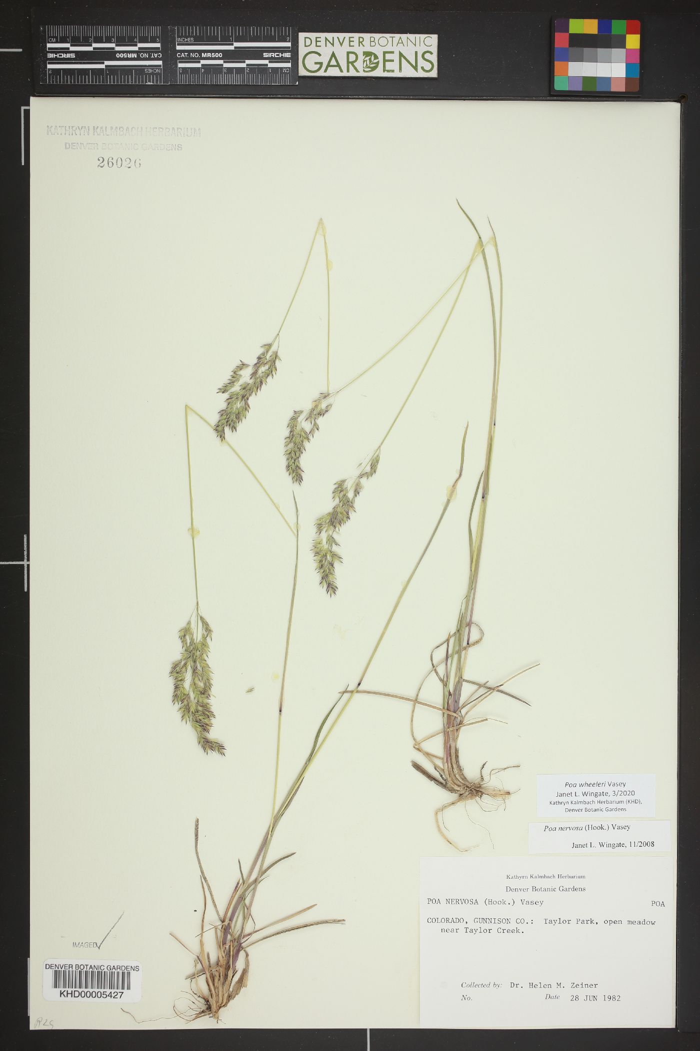Poa wheeleri image
