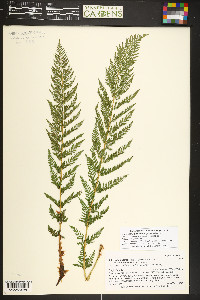 Athyrium americanum image