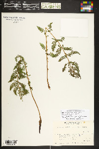 Athyrium americanum image