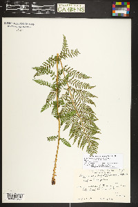 Athyrium americanum image