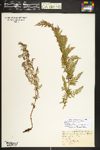 Athyrium americanum image