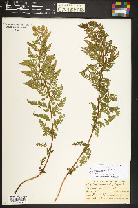 Athyrium americanum image