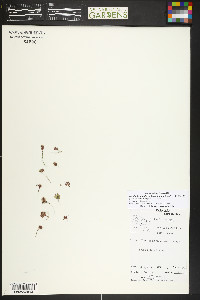 Azolla cristata image