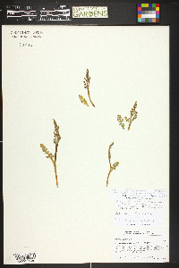 Botrychium furculatum image