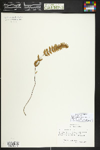 Myriopteris rufa image