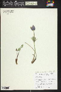 Pulsatilla patens image