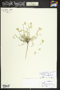 Physaria montana image