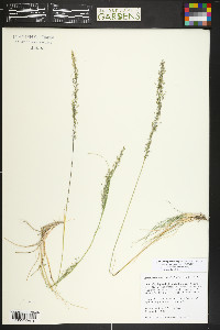 Blepharoneuron tricholepis image