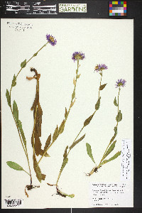 Erigeron glacialis image