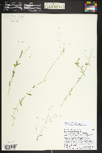 Stellaria irrigua image