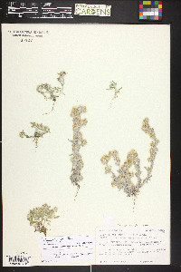 Gnaphalium exilifolium image