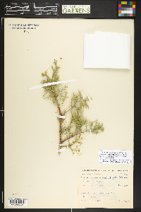 Juniperus osteosperma image