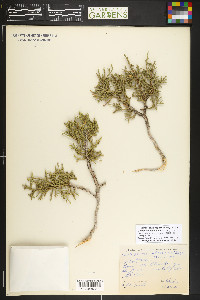 Juniperus osteosperma image