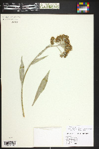 Senecio atratus image