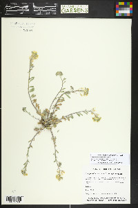 Physaria montana image
