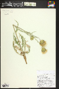 Cirsium tracyi image