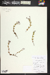 Veronica catenata image