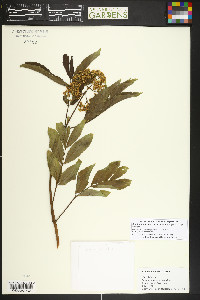 Sambucus racemosa var. melanocarpa image