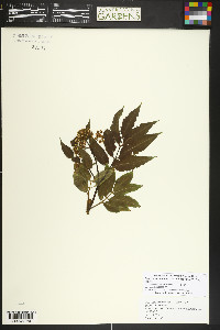 Sambucus racemosa var. melanocarpa image