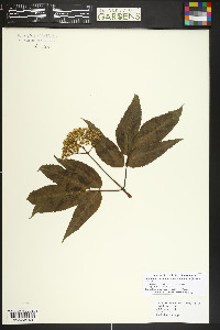 Sambucus racemosa var. melanocarpa image