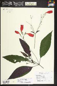 Ruellia brevifolia image