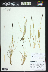 Carex scirpoidea subsp. pseudoscirpoidea image