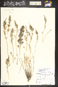 Suaeda nigra image