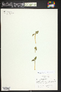 Botrychium hesperium image