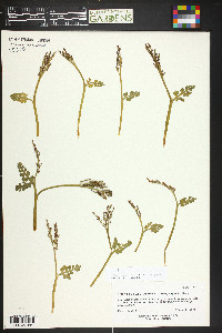 Botrychium hesperium image