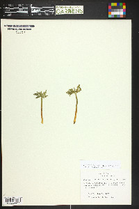 Botrychium lanceolatum image