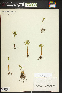 Botrychium lanceolatum image