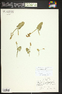 Botrychium neolunaria image