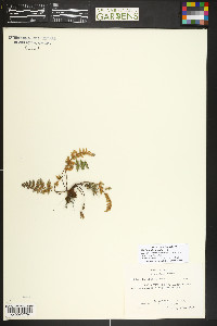 Myriopteris gracilis image