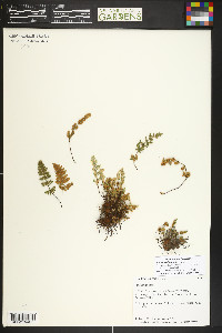 Myriopteris gracilis image