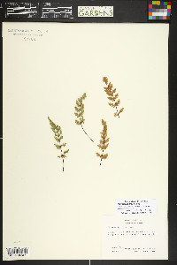 Myriopteris gracilis image