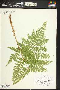 Dryopteris expansa image